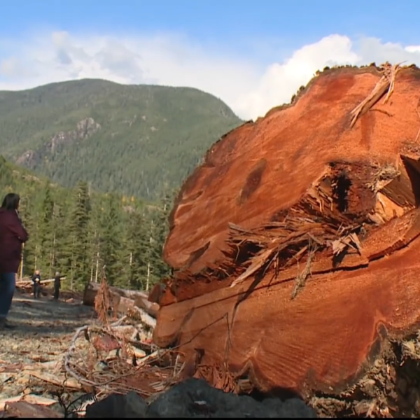 Fighting to protect B.C.’s ancient forests.mp4.00_03_08_12.Still006