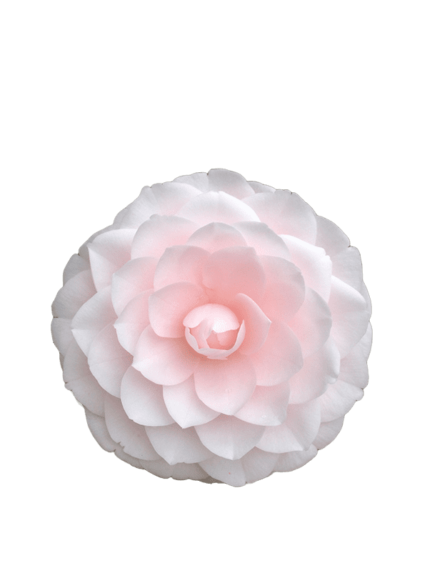 Camellia flowers@0.25x